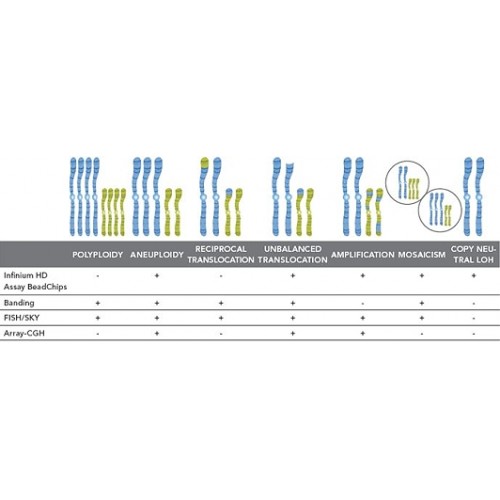 Cytogenetic Analysis
