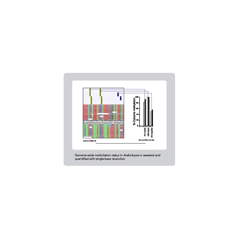 ChIP Sequencing