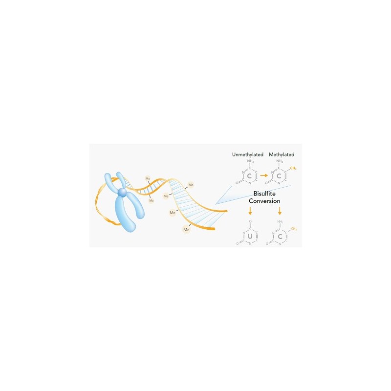 DNA Methylation Assay